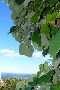panorama