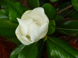 Magnolia
